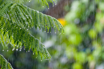Tropical rain in the forest - Powered by Adobe