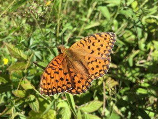 Papillon Petite Violette - Cantal
