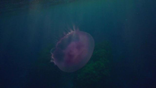 Slow motion, lone jellyfish swims in ocean