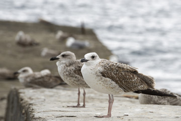 Gulls on the beach.