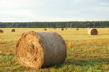 Round bales of hay in field