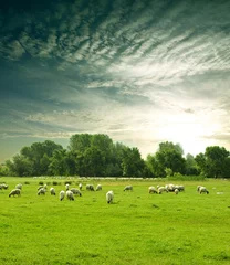 Papier Peint photo Couleur pistache troupeau de moutons