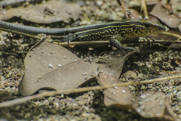 South America lizard