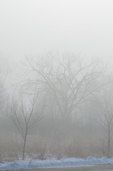 Obraz na płótnie Canvas trees in dense fog