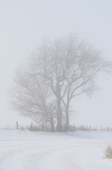 trees and fenceline in dense fog