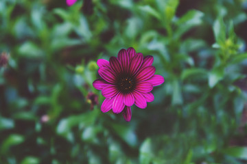 magenta pink cosmo flower surrounded by grass bokeh