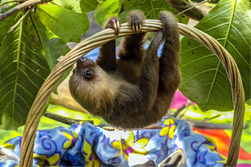 Baby Sloth