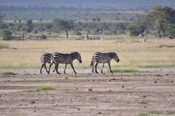Fototapeta na wymiar The African animals. Kenya