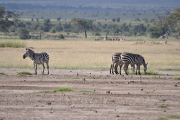 Fototapeta na wymiar The African animals. Kenya