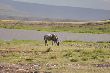 The African animals. Kenya