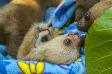 Baby Sloth © erika_mondlova