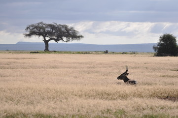 The African animals. Kenya