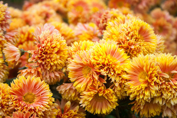 orange and yellow chrysanthemums. Chrysanthemum wallpaper, chrysanthemums in autumn. Beautiful chrysanthemum as background picture.