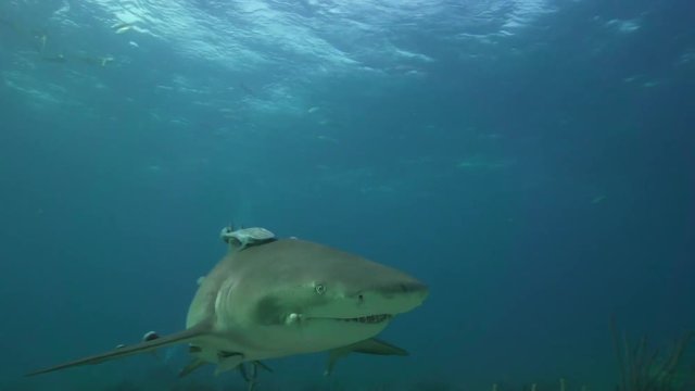 Shark covered with remoras swims in Bahamas, POV