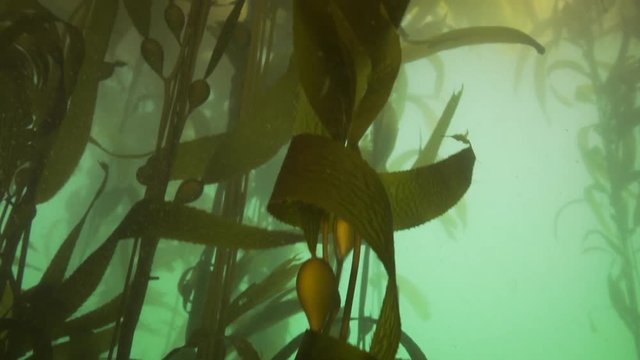 POV, swimming through dense kelp