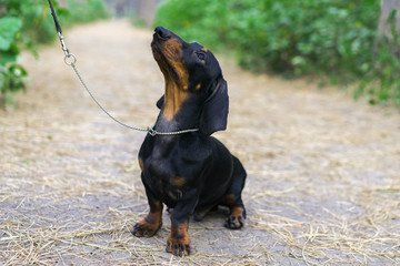 portrait of a dog (puppy) breed dachshund black tan,  in the green forest, on a leash, looks at his master