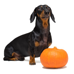 funny portrait of a dog (puppy) breed dachshund black tan, and an orange festive pumpkin, isolated on a white background