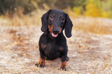 funny portrait of a dog (puppy) breed dachshund black tan,  in the green forest in the autumn park