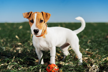 funny portrait of a dog (puppy) breed  jack russell terrier, plays in a ball on a green meadow against a blue sky background