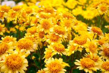 orange and yellow chrysanthemums. Chrysanthemum wallpaper, chrysanthemums in autumn. Beautiful chrysanthemum as background picture.