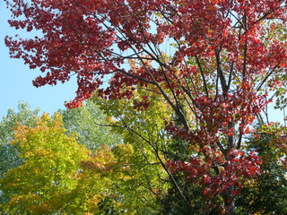 Fototapeta na wymiar Autumn colors in Ontario, Canada.