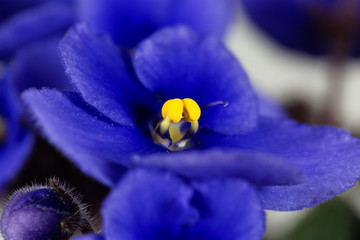 Macro photo of a flower of an African violet