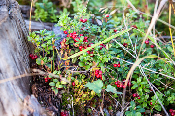 Fototapeta na wymiar A lot of ripe berries of red bilberry in the autumn forest, close-up view