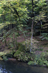 Wild autumn Landscape around the Creek Kamenice in the Czech Switzerland with Sandstone Boulders, Czech Republic