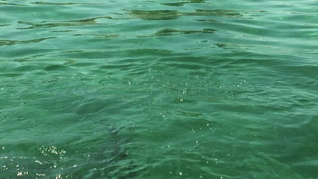 Caribbean reef sharks splash at surface