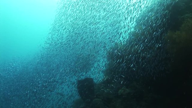 POV, anchovies swarm over reef