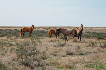 Naklejka na ściany i meble Small herd of horses standing in green desert landscape