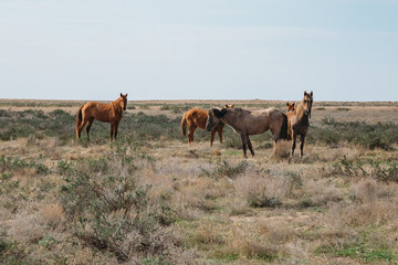 Small herd of horses standing in green desert landscape