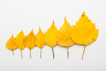 Yellow Autumn leaves arranged in size order