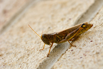 Obraz premium Local Grasshopper