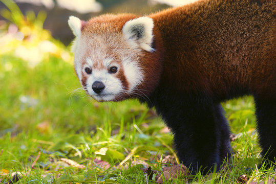 Roter Panda 2