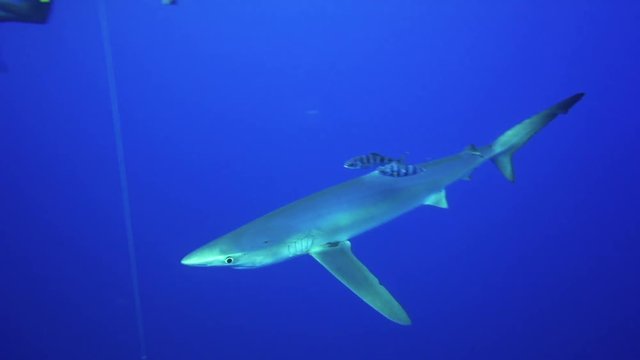 POV, blue shark swims with remoras past bait