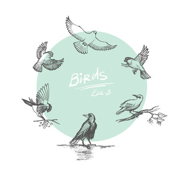 Set of sketch bird. Vector illustration