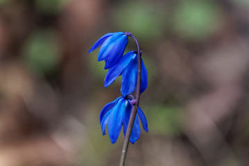 Alpine squill flowers (Scilla bifolia)