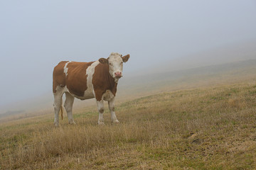Fototapeta na wymiar Cow in the fog