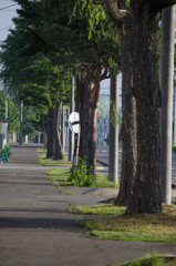 街路樹の風景