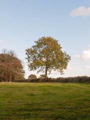 beautiful country side scene with grass lawn hills and trees day