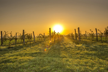 Vineyard Lower Austria