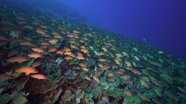 Massive school of snapper in tropical reef, French Polynesia