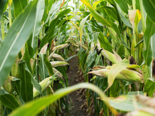 Corn field before harvest. Ripe corn cobs in row behind. Detail view immersed between corn cobs and leaves. Autumn rural rustic background with vegetable. Agriculture maize farming. © weenee