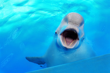 Beluga Whale