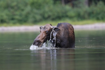 Moose Feeding in Pond in Glacier National Park in Montana 