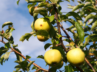 fresh apples in apple tree