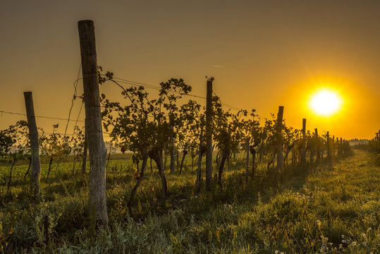 Vineyard Lower Austria