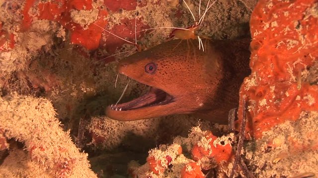 Shrimp crawl over moray eel in reef, POV