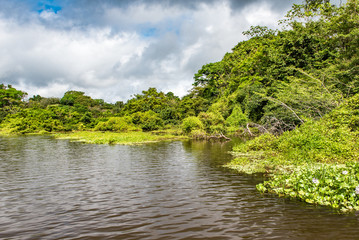 Floating vegetation along the Amazon river